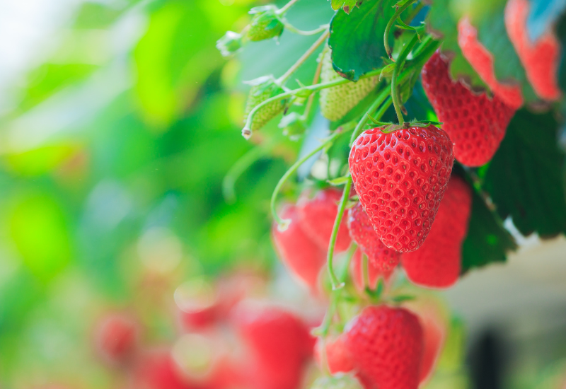 いちごを常温で保存？日持ちと最適な保存方法を徹底解説