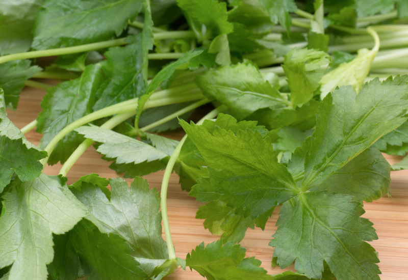 三つ葉とは？栄養・効能から選ぶ、保存方法、おすすめレシピまで徹底解説