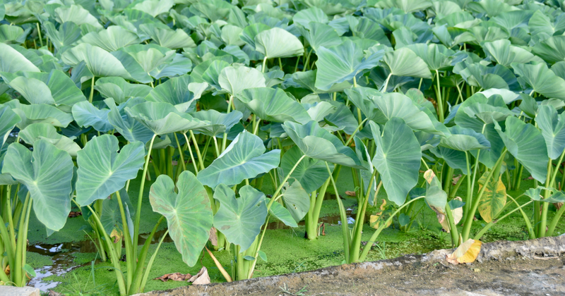 さといもの茎を味わう：知られざる食の魅力と活用レシピ