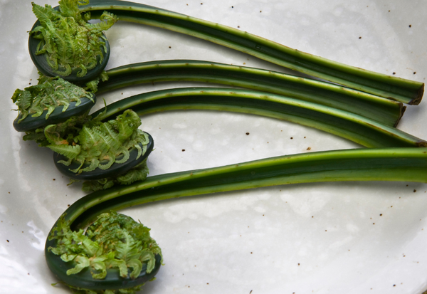 こごみとは？特徴・旬・栄養から下処理・人気レシピまで徹底解説