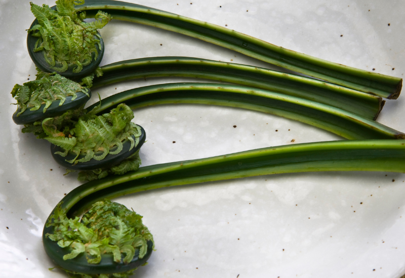 こごみとは？特徴・旬・栄養から下処理・人気レシピまで徹底解説