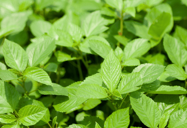モロヘイヤの栄養：王様の野菜と呼ばれる理由と効果的な摂取方法
