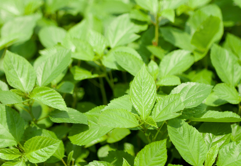 モロヘイヤの栄養：王様の野菜と呼ばれる理由と効果的な摂取方法