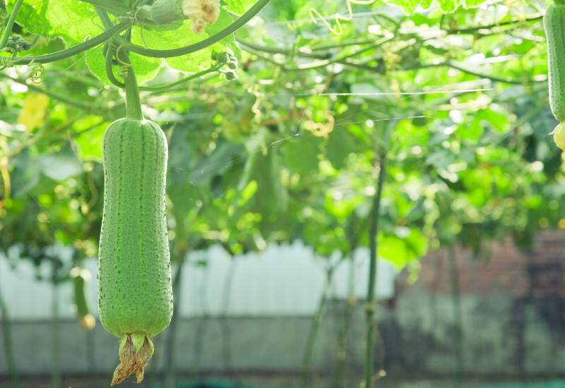 ヘチマってどんな野菜？沖縄の食卓に欠かせないヘチマの魅力と美味しい食べ方