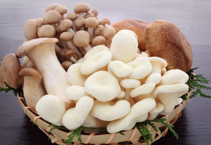 木に来たキノコ図鑑：種類と特徴、見分け方