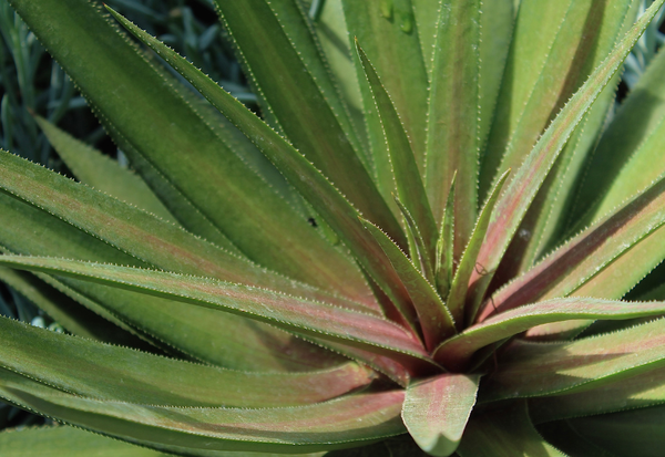 アガベシロップの危険性：知っておくべきリスクと賢い選び方