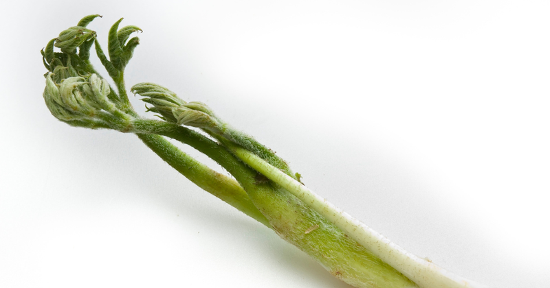 ウドのアク抜き