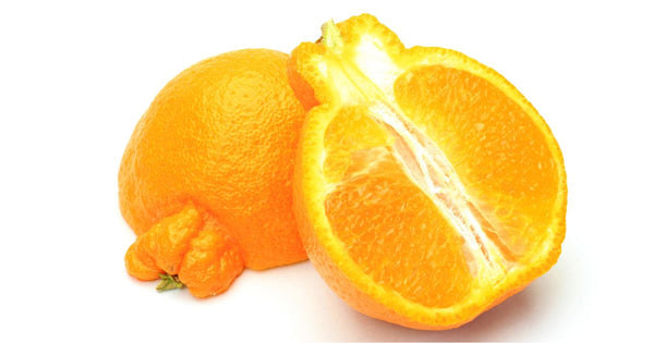 不知火 収穫 時期