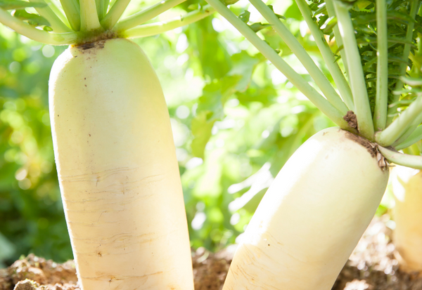 冬に味わう、大根の甘みとみずみずしさ