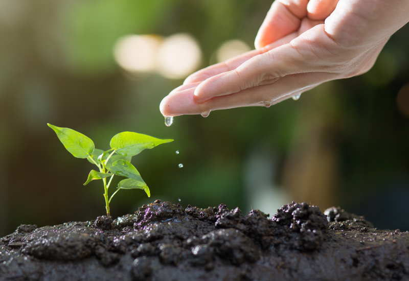 ギボウシにそっくり？庭を彩る類似植物図鑑