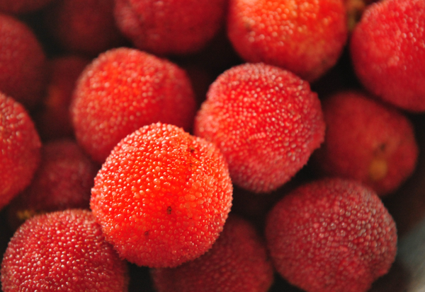 ヤマモモの実：甘酸っぱい魅力、育て方、味わい方まで徹底解説