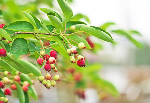 ジューンベリー リージェント：コンパクトで育てやすい矮性種の魅力と栽培方法