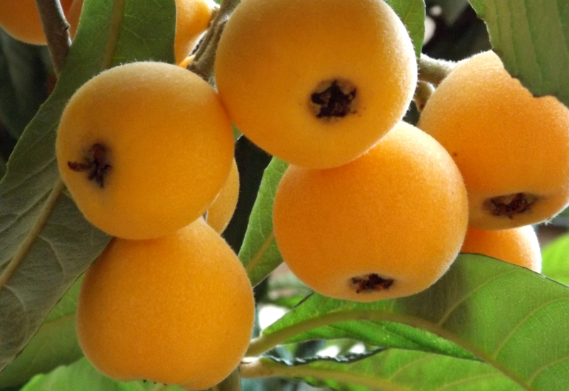 枇杷の産地：長崎、千葉、鹿児島 - 美味しさの秘密と栽培条件