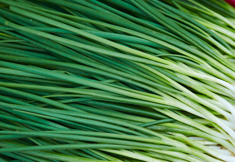 ニラを長持ちさせる保存術！冷蔵・冷凍で鮮度を保つ方法と活用レシピ