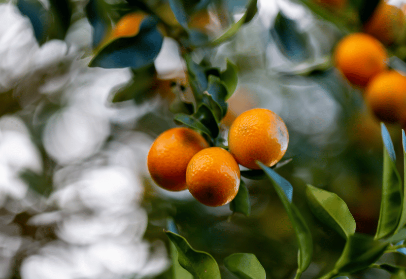 石地みかん 特徴