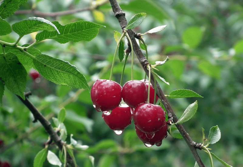 さくらんぼを冷凍保存！美味しさを長持ちさせる技