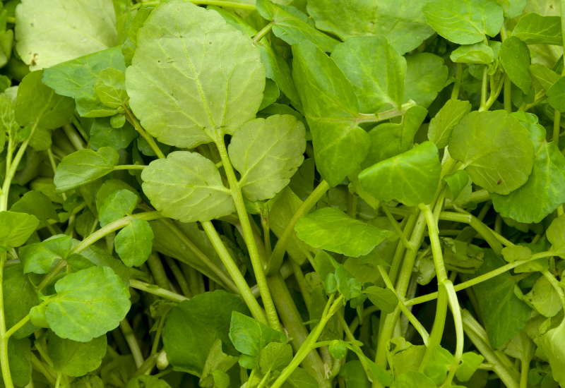 クレソンの栄養：世界一と称される野菜の秘密を徹底解剖