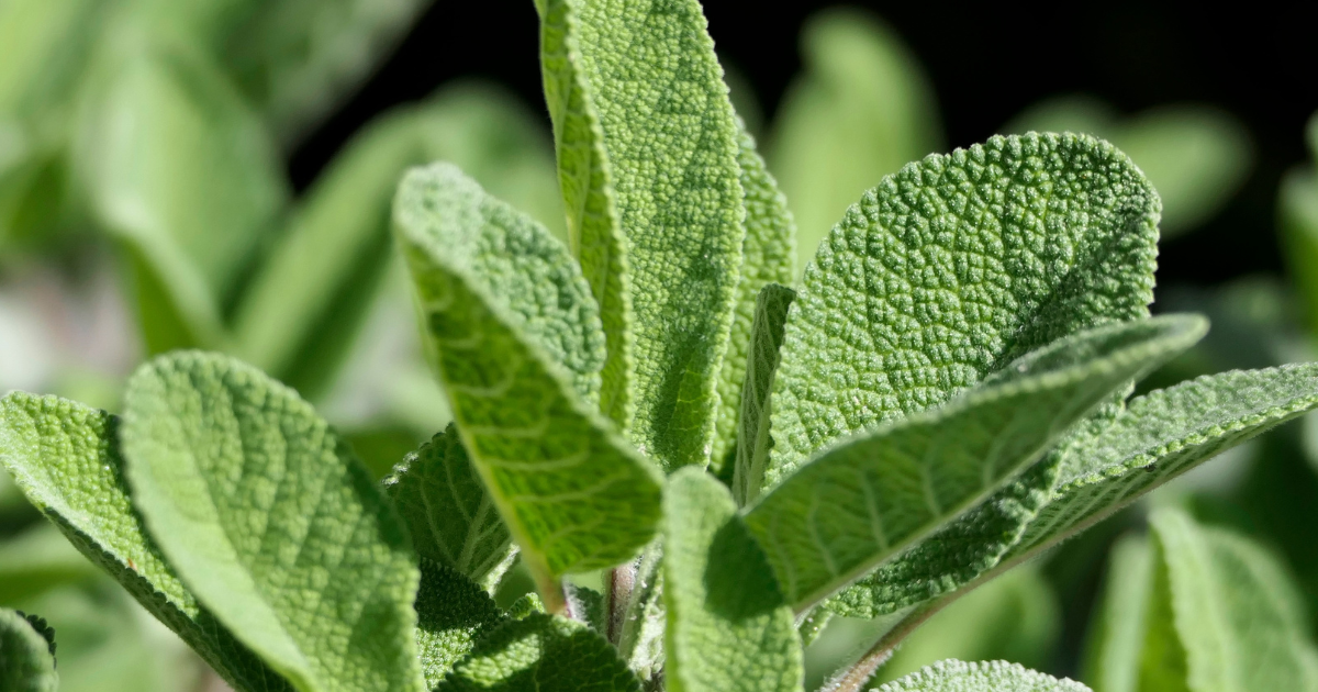 セージの使い方