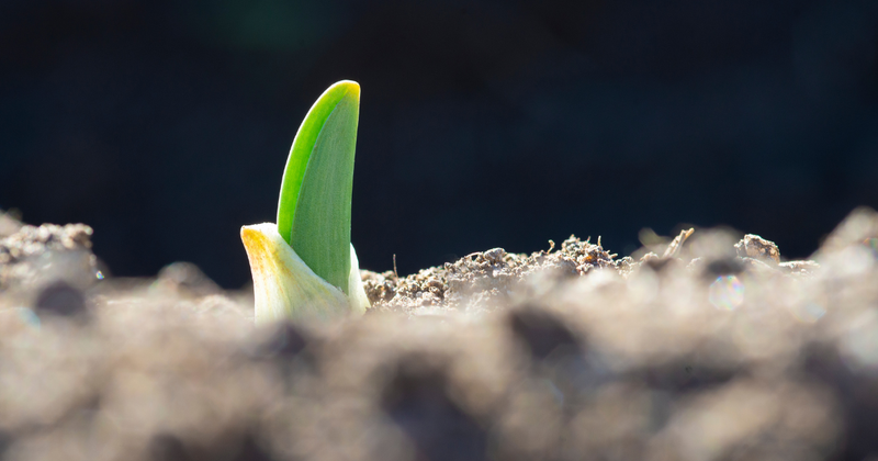 ニンニク芽が出た