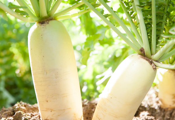 大根原産地：多様性を生んだルーツと進化の道