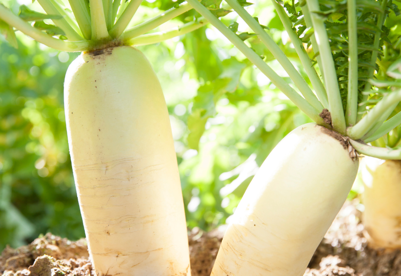 大根原産地：多様性を生んだルーツと進化の道