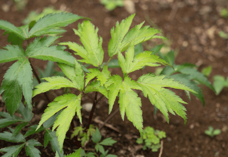 日本山人参 効能