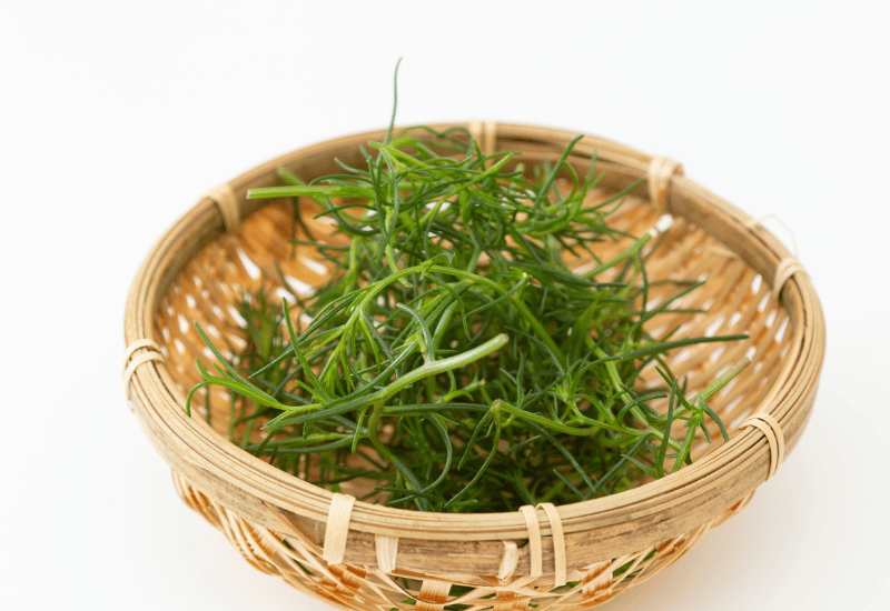 おかひじきは生で食べられる？