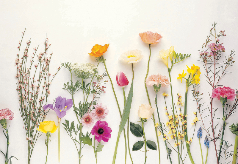 嫁菜（ヨメナ）とは？ 特徴由来、花言葉まで徹底や解説