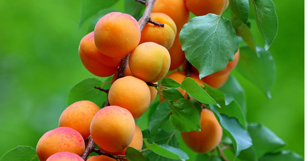 あんずとすももの違いとは？特徴・見分け方・栄養素を徹底比較