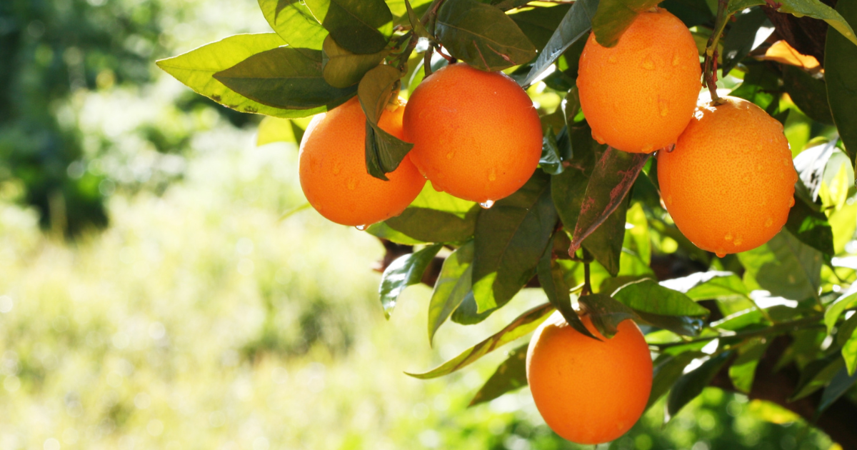 甘平（クイーンスプラッシュ）：産地、旬、味わい、価格まで徹底解説