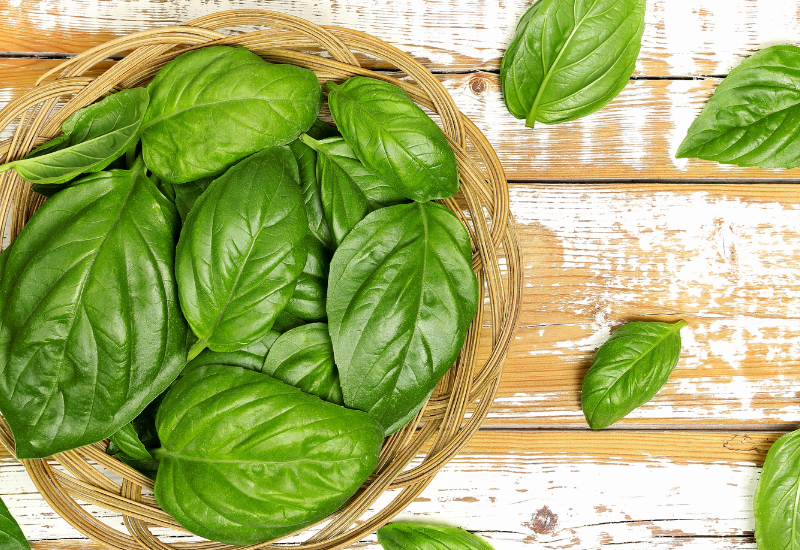 バジルを蝕む害虫から守る！無農薬でできる対策と予防の知恵