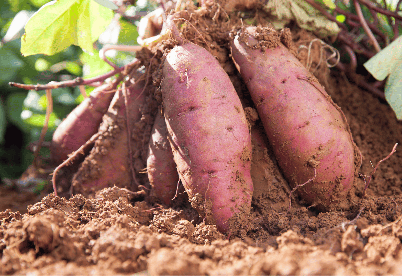 シルクスイートの至福！ おすすめの食べ方でとろける甘さを満喫