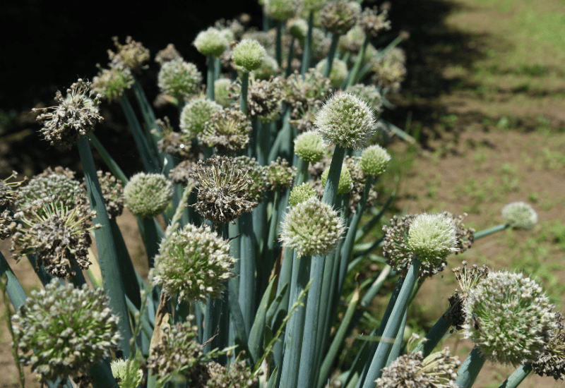 ネギ坊主は食べられる！旬の味覚を味わい尽くすレシピと楽しみ方