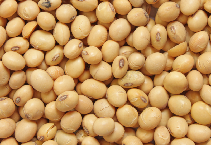 豆タンパク質：健康的な食生活を支える、知られざるパワー