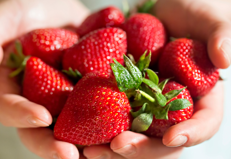 いちご生産量日本一はどこ？ 最新データから見る産地別ランキングと人気品種