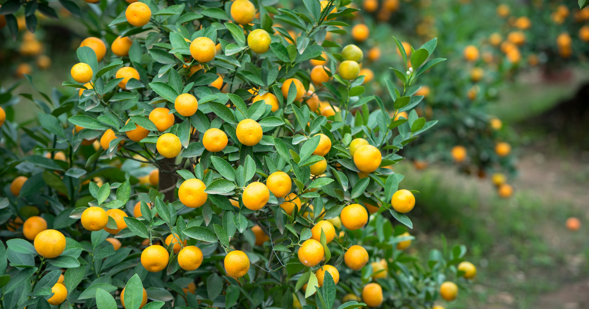 金柑の収穫時期、実がなるまでの年数、庭植え栽培のポイント徹底ガイド