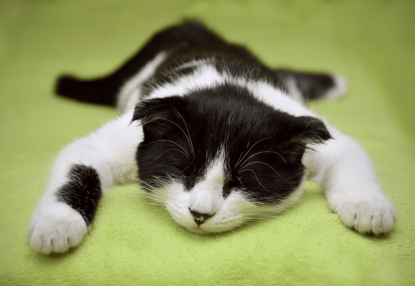 猫がチョコを少量食べた！対処法と安全対策