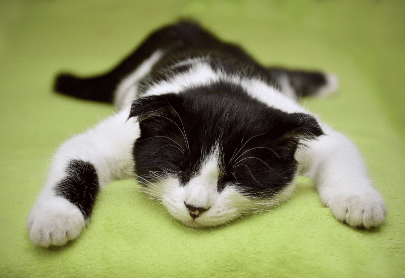 猫がチョコを少量食べた！対処法と安全対策