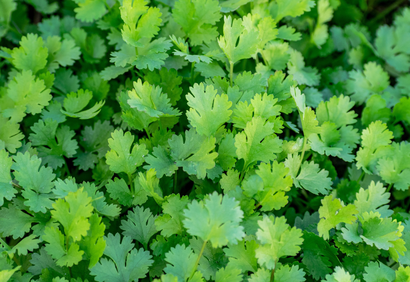 セロリとは？知っておきたい基礎知識と活用レシピ