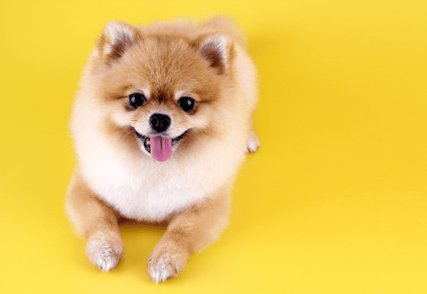 犬にパイナップルはOK？与え方の注意点と愛犬へのメリットを解説