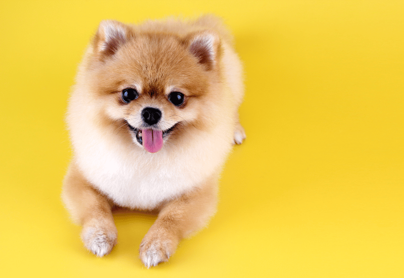 犬にパイナップルはOK？与え方の注意点と愛犬へのメリットを解説