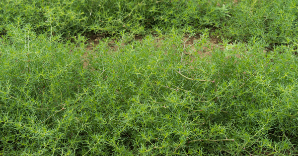 おかひじきとは