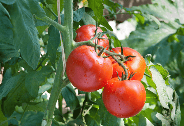 8月が旬の野菜