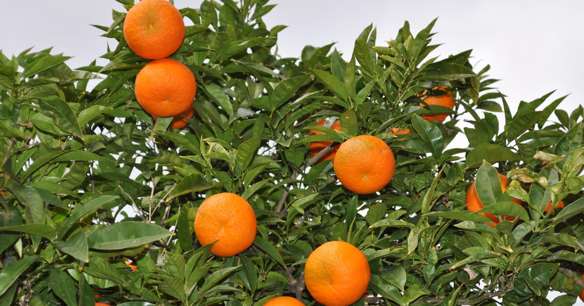 ミカンの葉の魅力を探る：基本から観察・活用・管理まで