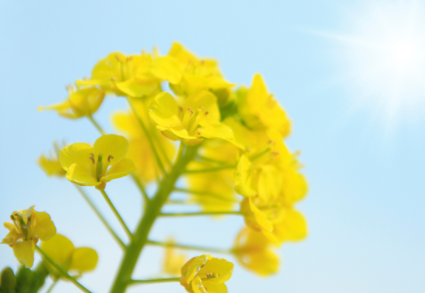 菜の花とは？旬・栄養・調理法を徹底解説