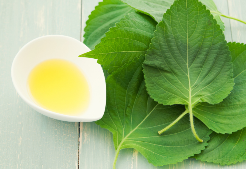 野菜や植物の生育不良、もしかして大葉の白い斑点はハダニが原因？見つけ方・駆除方法・対策を徹底解説