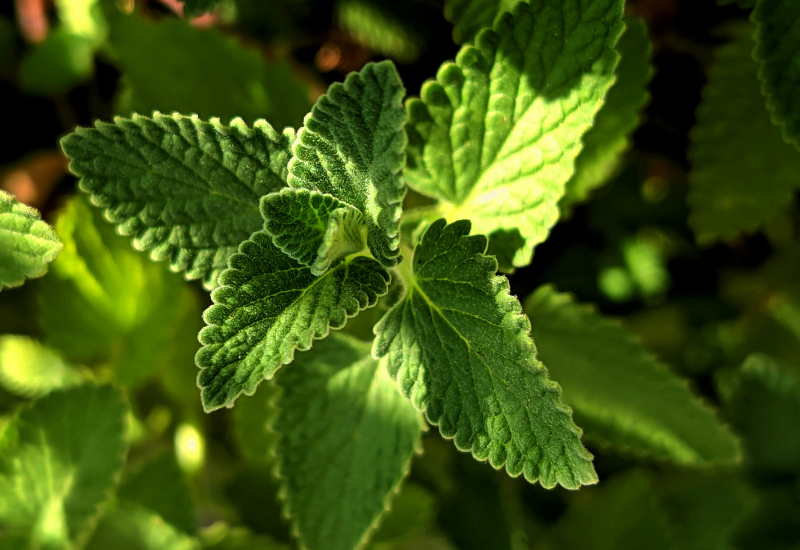 はじめに：カクテルを飾る、知る人ぞ知るミント「イエルバブエナ」の魅力と多彩な活用法