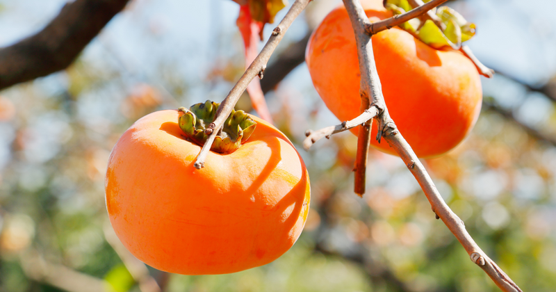 干し柿：柿の甘みが凝縮された自然の恵み