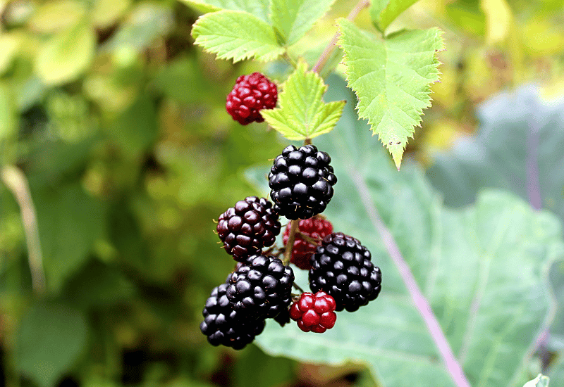 ボイセンベリー栽培ガイド：ミラクルベリーを自宅で育てる方法
