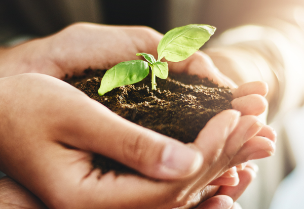 明日葉の効能と副作用：血糖値管理への効果と摂取時の注意点